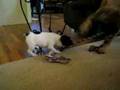 Boerboel video