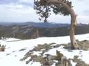 Krummholz (twisted wood) on Mount Evans, Colorado Krummholz (twisted wood) on Mount Evans, Colorado