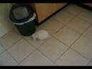 Sebastian the fluffy rabbit
