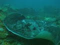 BLACK-BLOTCHED STINGRAY BLACK-BLOTCHED STINGRAY