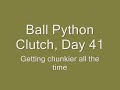 Ball Python Clutch, Day41