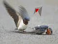 reedi��o do v�deo anterior com novas imagens...esta m�sica � uma raridade de tonio e tinoco, o som pode n�o estar muito bom pq foi extra�do de disco de vinil...