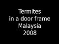 Termite Sounds Malaysia Door Frame 2008