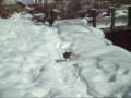 Muttley delle nevi Muttley delle nevi