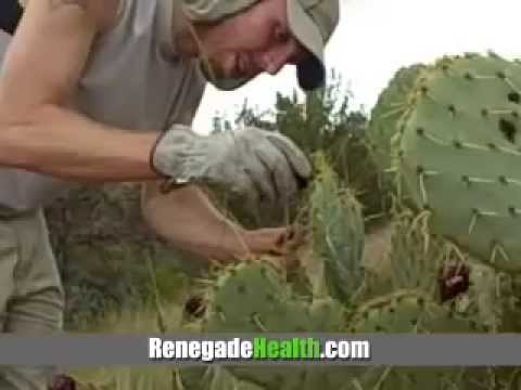 how to harvest prickly pear fruit