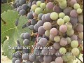 The Creation of Simi Reserve Cabernet Sauvignon The Creation of Simi Reserve Cabernet Sauvignon