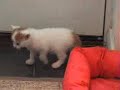 Oour cats