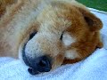 K-Pup Waking Up