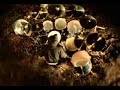 The Black Dahlia Murder - Funeral Thirst