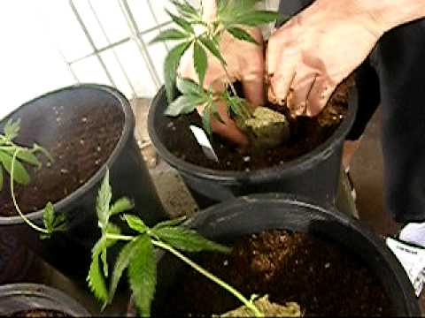 how to grow mmj clones