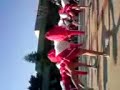 toros prepa 8