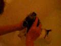 Bath time for Pard