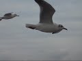 La danza dei gabbiani sul Bosforo