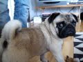 Pug making trouble