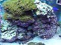 Fish and shrimp