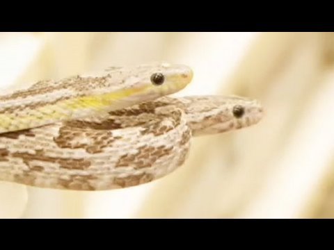 Watch 'SnakeBytesTV-Corn Love!'