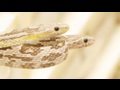 Watch 'SnakeBytesTV-Corn Love!'