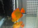 Sub Adult Clarion Angelfish