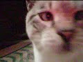 gatto Pierrot