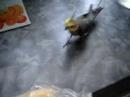 Hungry Parrot /Прожорливый попугай