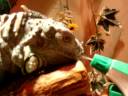 Thirsty Lizard Drinks From A Water Bottle