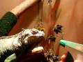 Thirsty Lizard Drinks From A Water Bottle
