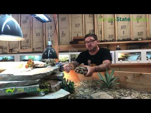 YouTube reptile video