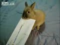 The real life bunny envelope opener