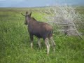 MOOSE BULL IN NEWFOUNDLAND 8 FT AWAY SIDE OF ROAD