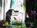 Видео прикол - Много приколов с котами