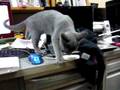 シャイン、今日でアトリエから転勤になります