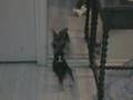 The Mystery of the Fur Creature