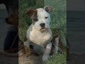 Amstaff Haciendas Kennel