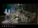 壁好きなツネオ