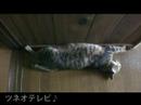 壁好きなツネオ