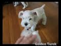Ninhada de Schnauzer Branco - Happy x Magoo Ninhada de Schnauzer Branco - Happy x Magoo
