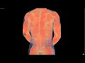 Visible Male Musculature Study -Torso Visible Male Musculature Study -Torso