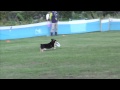 Click here to watch this video 2011 10/16 K9 寒川大会 HARRYとパパ 決勝