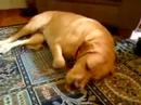 Sophie Sleeping