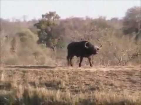 Animales luchando por la vida. Manada vs leonas.
