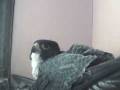 videos de The male peregrine takes his turn on the nest