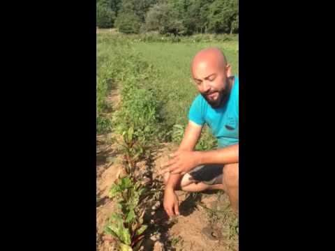how to harvest chard