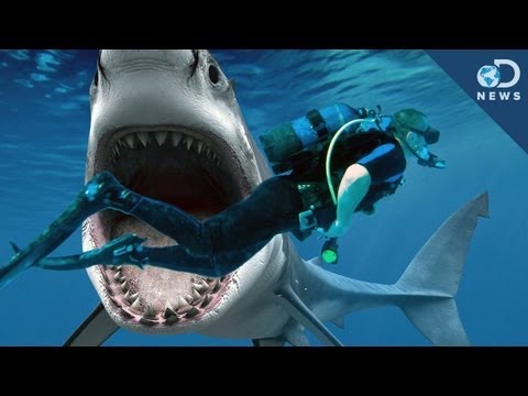 how to react shark attack