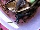Titanus giganteus female