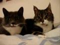 videos de Re: Cat Talking, Translation