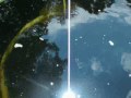 My first attempt to train a wild catfish that I put in my pond.