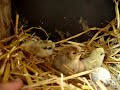 Eerste kuikens