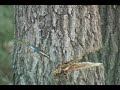 How Not to Fell a Tree.