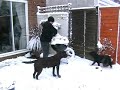 Snow Dogs Part Two!