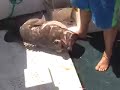 Deep Drop Fishing Deep Drop Fishing